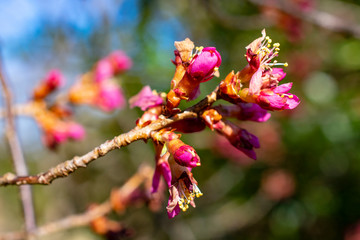 arboretum