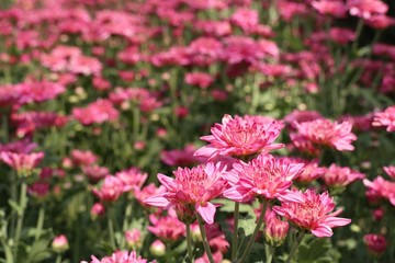 Fototapeta premium Chrysanthemum flower in tropical