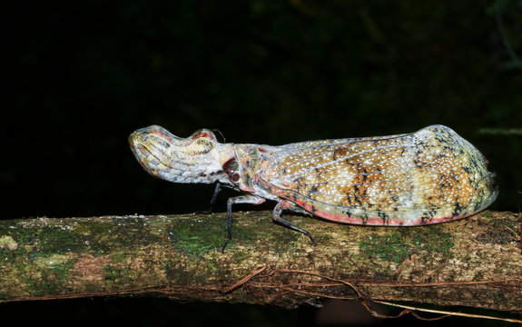 A peanut-headed bug (Fulgora laternaria) walks along a tree branch at night in Costa Rica.
