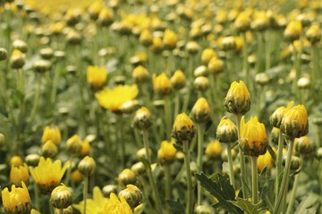 Chrysanthemum flower in tropical