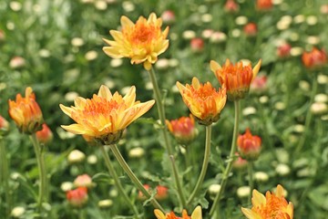 Chrysanthemum flower in tropical