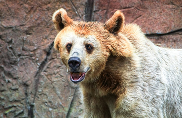 Syrian brown bear (Ursus arctos syriacus).