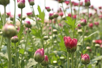 Chrysanthemum flower in tropical