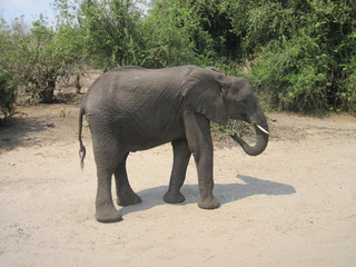 elephant