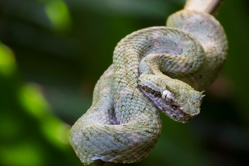 An eyelash viper (Bothriechis schlegelii) rests on a branch in Tortuguero National Park, Costa Rica.