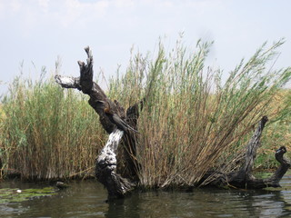 bird amongst reeds on tree in africa