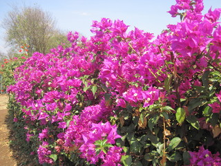 flowers in the garden