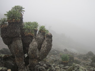 cactus in the desert of kilimanjaro