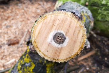 Cut a walnut tree. Tree rings background. Wood texture of a cut tree. A dark circle in the middle and a bright inside.