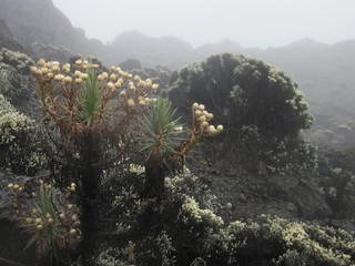 cactus in the desert of kilimanjaro