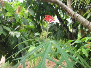 red flower