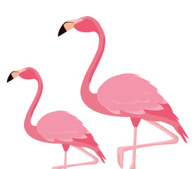 elegant flamingo birds couple
