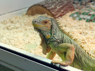 beautiful lizard scaly with a tail green.