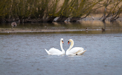 A pair of mute swans (Cygnus olor) swims together on Venus Pool in Shropshire, England.
