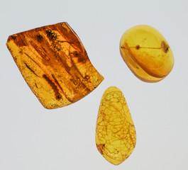 Amber stone. Authentic Baltic amber with prehistoric fossil insect macro. Magnifying glass and increasing amber.