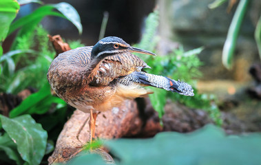 An adult sunbittern (Eurypyga helias) stands on a fallen log among jungle vegetation.