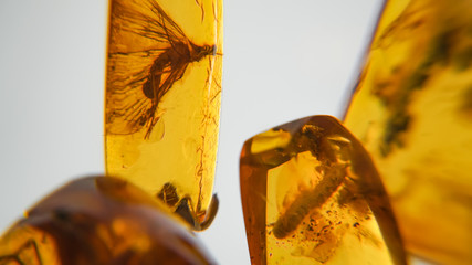 Amber stone. Authentic Baltic amber with prehistoric fossil insect macro. Magnifying glass and...