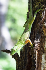 A green tree anole (Anolis biporcatus) basking on a tree in the sunlight. Tortuguero National Park, Costa Rica.