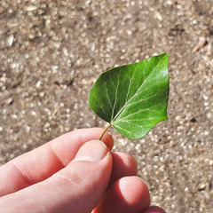 A green leaf held in the hand of a man. Leaf on the background of the soil.