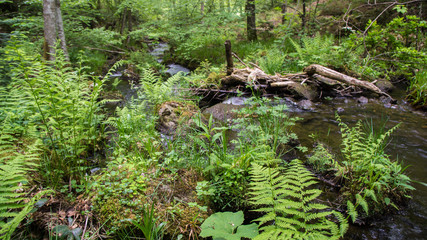 little water stream with diverse flora