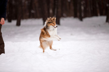 dog, white, sheltie, background, winter, portrait, cute, beautiful, park, nature, forest, toy, breed, red, happy, fun, outdoor, animal, cold, snow, black, funny, pet, coat, sheepdog