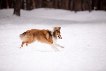 dog, white, sheltie, background, winter, portrait, cute, beautiful, park, nature, forest, toy, breed, red, happy, fun, outdoor, animal, cold, snow, black, funny, pet, coat, sheepdog