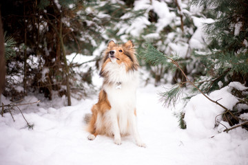 dog, white, sheltie, background, winter, portrait, cute, beautiful, park, nature, forest, toy,...