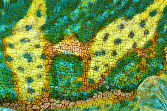 close view of  beautiful  green colorful  chamaeleo calyptratus skin texturel. Species also called veiled, cone-head or yemen chameleon.