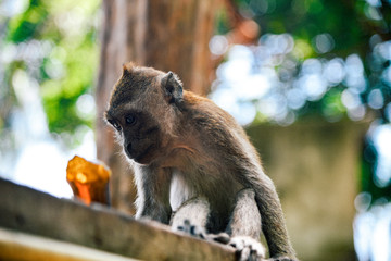 Monkey at Railay Beach near Krabi, Thailand 