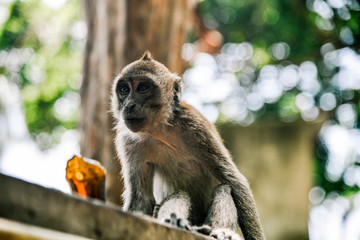 Monkey at Railay Beach near Krabi, Thailand 