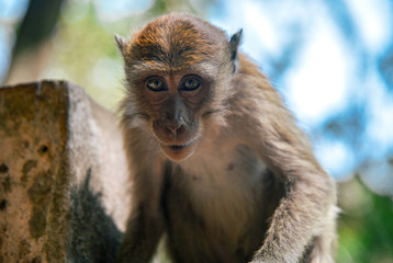 Monkey at Railay Beach near Krabi, Thailand 