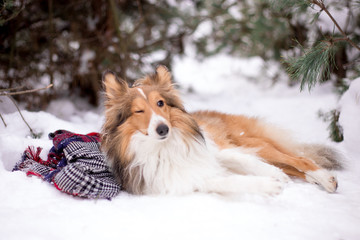 dog, white, sheltie, background, winter, portrait, cute, beautiful, park, nature, forest, toy,...
