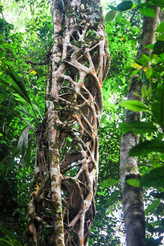 A strangler fig tree has grown around and killed a large tree which has since decomposed, leaving the cage-like structure of the vine. Costa Rica.
