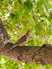 015-bird_mourning_dove-wdsm-27may12-09x12-001-300-6348