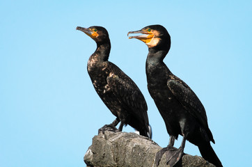 A pair of great cormorants (Phalacrocorax carbo) on a rock. Bruny Island, Tasmania.