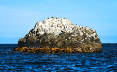 A small rocky island is home to a variety of seabirds, primarily black-faced cormorants (Phalacrocorax fuscescens). Bruny Island, Tasmania.