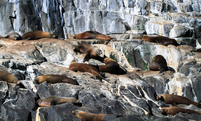 A group of fur seals (Arctocephalus sp.) rests on a rocky shore on Bruny Island, Tasmania.