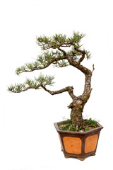 Evergreen bonsai on white