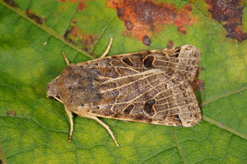 Omphaloscelis lunosa (HAWORTH, [1809]) Mondfleck-Herbsteule DE, NRW, Dellbrücker Heide 29.09.2014