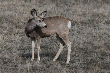 deer in the forest