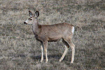 mule deer