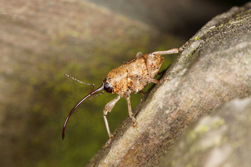 Curculio glandium Gewöhnlicher Eichelbohrer DE, RLP, Mosel, Kröv 31.08.2014