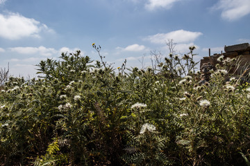 Temples of Ħaġar Qim