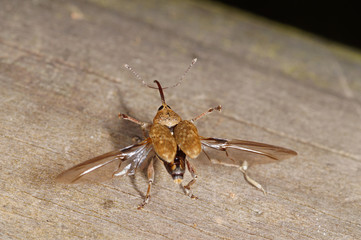 Curculio glandium Gewöhnlicher Eichelbohrer , Flug , Abflug DE, RLP, Mosel, Kröv 31.08.2014