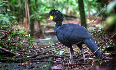 Fototapeta premium Great currasow (Crax rubra) male, near Puerto Viejo de Sarapiqui, Costa Rica.