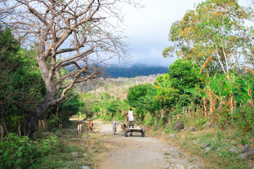 A man guides his cart and donkeys down a dirt road on the tropical island of Ometepe, Nicaragua.