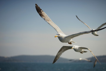 Gulls in the blue sky.