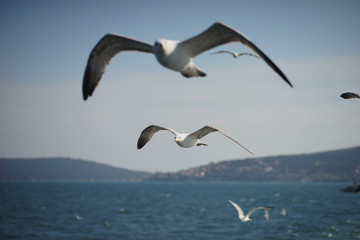 Gulls in the blue sky.