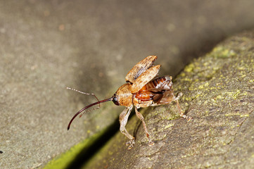 Curculio glandium Gewöhnlicher Eichelbohrer DE, RLP, Mosel, Kröv 31.08.2014