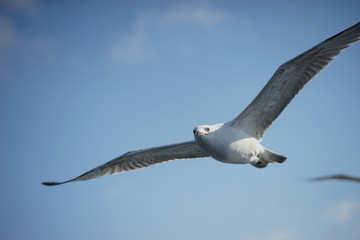 Obraz premium Gulls in the blue sky.